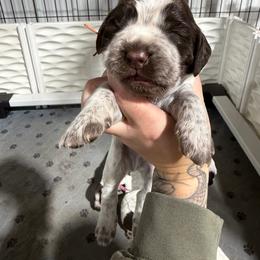 Max - Liver white and roan male English Springer Spaniel puppy in Ogilvie, Minnesota from V.V. Berg Kennels