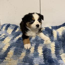 Ash - Black tri male Miniature American Shepherd puppy in Plant City, Florida from Osborne & Stormborn FL Kennels