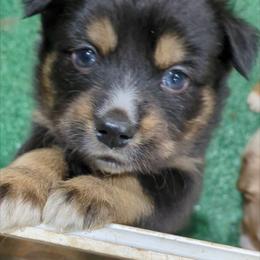 Ellen - Black tri-color female Australian Shepherd puppy in Almo, Kentucky from Riley's Paw Pals