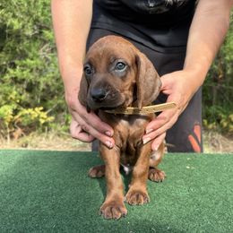 Rocky - Red male Redbone Coonhound puppy in Mount Pleasant, Texas from Harmons Hounds