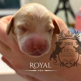 Dachshund Puppies from 208 Dox Dynasty