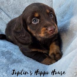 Rufio - Chocolate and tan male Dachshund puppy in Tucson, Arizona from Joplin's Hippo House
