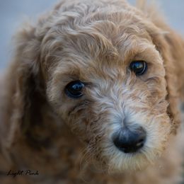 Light Pink Collar - Red  Poodle puppy in Cleveland, Texas from Mayday Quality Poodles