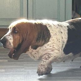 Dorothy - Basset Hound