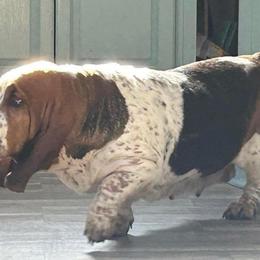 Dorothy - Basset Hound