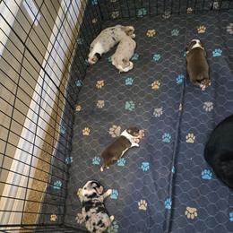 Miniature Australian Shepherd Puppies from Jaylee 's miniature Australian shephards