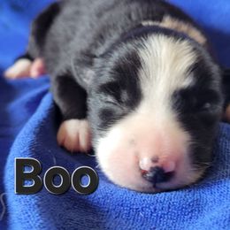 Boo - Black and white male Border Collie puppy in Dundy County, Nebraska from Stag Valley Homestead