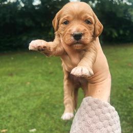 Gray Girl - Red  female Goldendoodle puppy in Richmond, Kentucky from The Doting Doodle