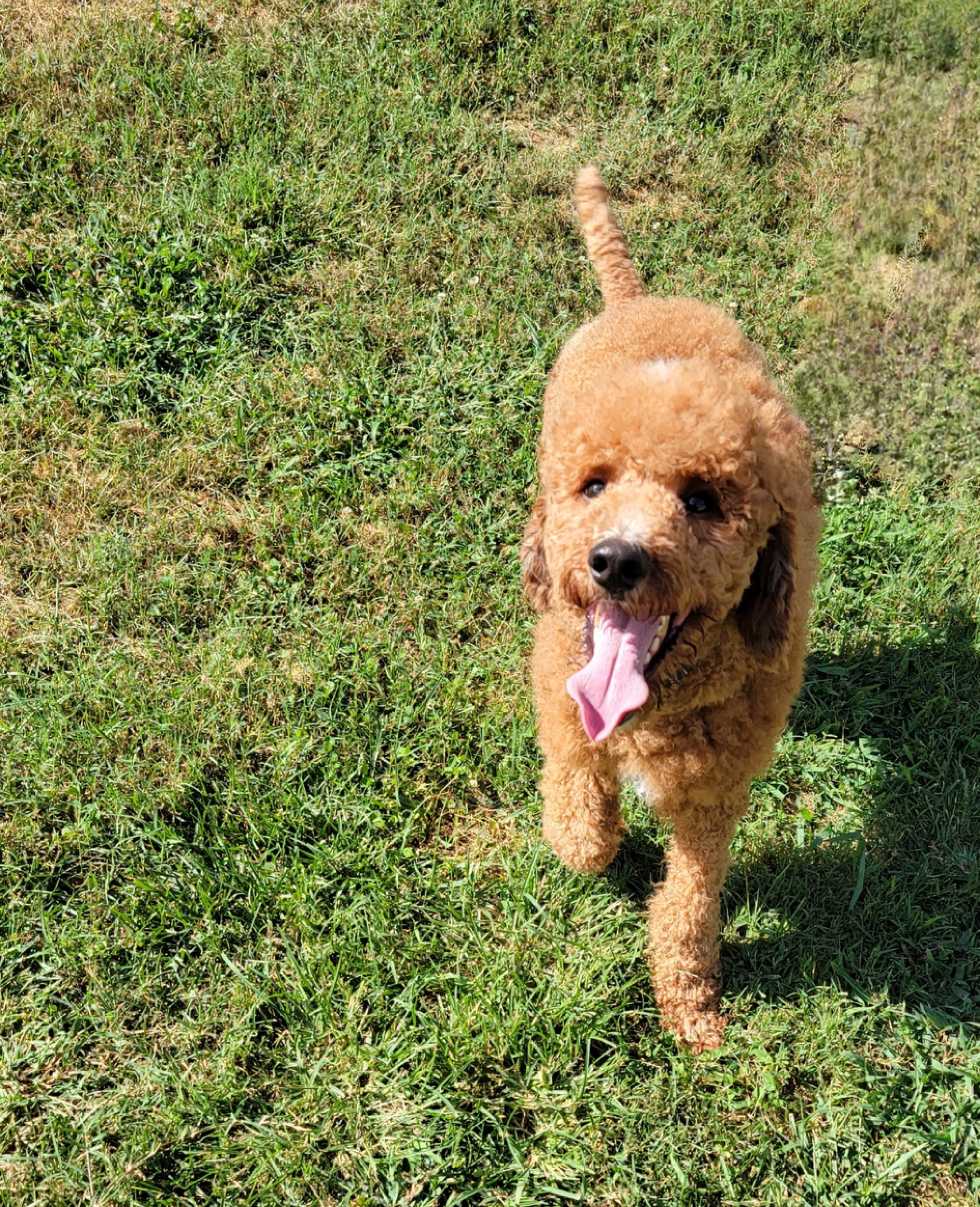 Teddy - Poodle