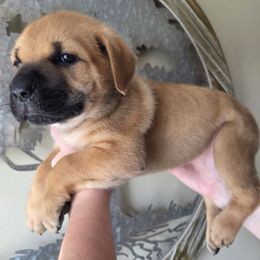 Light Blue - Fawn male Cane Corso puppy in Yale, Michigan from Titan Farms