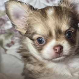Girl 1 - female Chihuahua puppy in Mills River, North Carolina from Chosen Chihuahuas