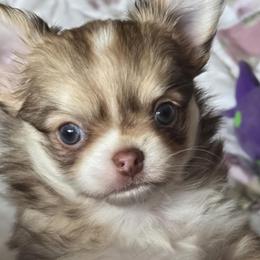 Girl 1 - female Chihuahua puppy in Mills River, North Carolina from Chosen Chihuahuas