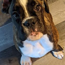 Boxer Puppies from Von Royal Dell'Infinito Deutscher