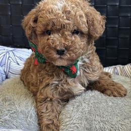 Pierre - Apricot male Goldendoodle puppy in Sauk Village, Illinois from Midwest Timberland Pups