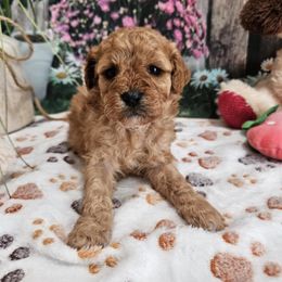 Bailey - Apricot female Cavapoo puppy in Lebanon, Missouri from Perkins Pups