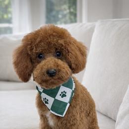Bernedoodles, Goldendoodles, and Poodles from Kingdom Kennels