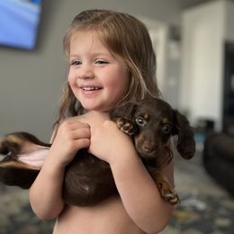 Dachshund Puppies from Champion Dachshunds