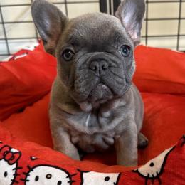 French Bulldog Puppies from MadCity Frenchies