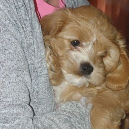 Cavapoo Puppies from Jessie's Puppies