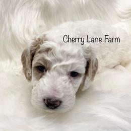 Goldendoodle Puppies from Cherry Lane Farm