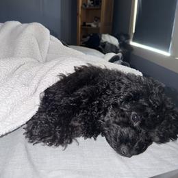 Cavapoo, Cockapoo, Maltipoo, and Poodle Puppies from Heavenly Puppies to Love