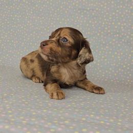 Dachshund Puppies from Newbern's Nuggets