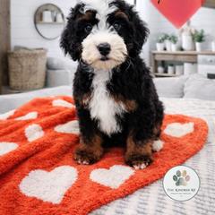 Timber - male Australian Mountain Doodle puppy in Grand Rapids, Michigan from The Kindred K9
