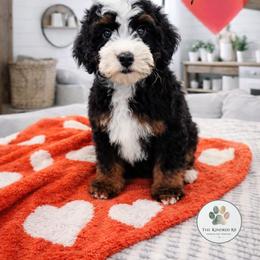 Timber - male Australian Mountain Doodle puppy in Grand Rapids, Michigan from The Kindred K9