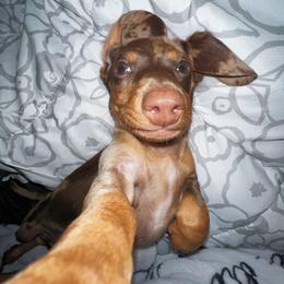 Dachshund All Grown Up from BlackPine Kennels