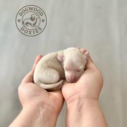 Coconut - Cream male Dachshund puppy in Monroe, North Carolina from Dogwood Doxies