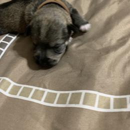 Miniature Schnauzer Puppies from Circle R Ranch