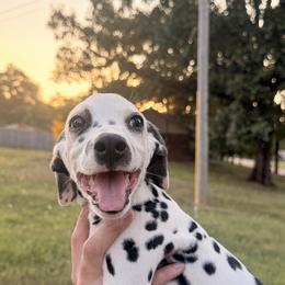 Rylie - White and black female Dalmatian puppy in Bremen, Georgia from Clark’s Dalmatians
