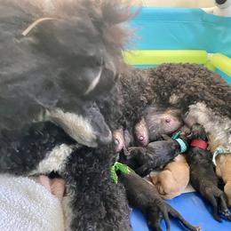 Poodle Puppies from Encantos Standard Poodles PR