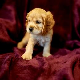 Girl 1 - Buff female Cocker Spaniel puppy in Roanoke, West Virginia from Blackberry Farm Cockers