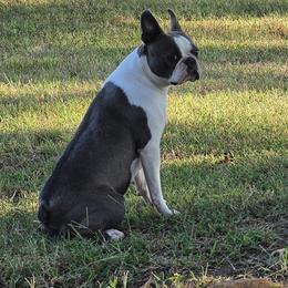 HOPE - Boston Terrier