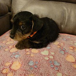 Chrissy (Orange) - Black and tan female Yorkshire Terrier puppy in Fayetteville, Tennessee from Mina's Yorkies