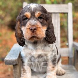English Springer Spaniel Puppies from Willow Creek Farms