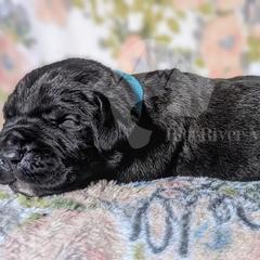 Molosser (Bully x) Puppies from Riot River Mastiffs