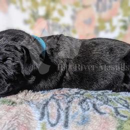 Molosser (Bully x) Puppies from Riot River Mastiffs