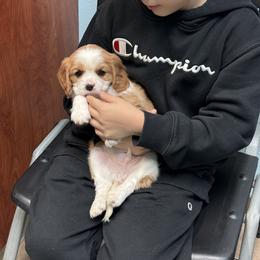 Cavalier King Charles Spaniel Puppies from Hill country cavaliers