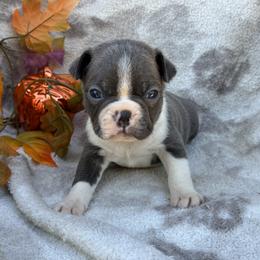Alfalfa - Blue male Boston Terrier puppy in Corning, California from SB Bostons / Raksha Malinois