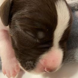 German Wirehaired Pointers from Anvil Wires