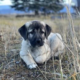 Anatolian Shepherd Dog Puppies from Wild Rooster Family Farm – AKC Anatolian Shepherd Breeder, OFA Health Tested
