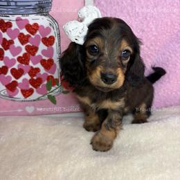 Red soxs - Sable female Dachshund puppy in Washington from Beautiful Doxies