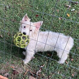 Annie - Yorkshire Terrier