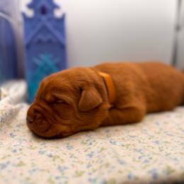 Sven - Yellow male Labrador Retriever puppy in Carlsbad, New Mexico from ECMO Farm Dalmatians & Labrador Retrievers
