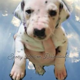 Dalmatian Puppies from Spotty Bottom Dalmatians