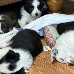 Border Collies and Miniature American Shepherds from Turnin Heads