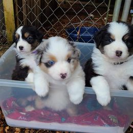 Australian Shepherd and Golden Retriever Puppies from Barking Creek Ranch