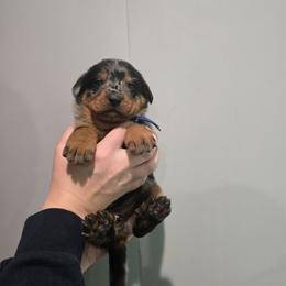 Blue - Harlequin female Beauceron puppy in Batavia, New York from Oakland Beaucerons